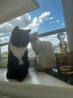 Britse kort haren white/black, Dieren en Toebehoren, Katten en Kittens | Raskatten | Korthaar, Kater, Gechipt