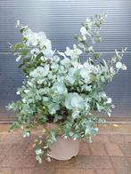 Eucalyptus 'Silver Dollar' - Eucalyptusplant/Gomboom H:80 cm, Tuin en Terras, Planten | Tuinplanten, Volle zon, Vaste plant, Bloeit niet