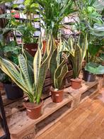 Sanseveria, Overige soorten, In pot, Minder dan 100 cm, Groene kamerplant