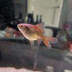 2 Jonge Ryukin Leeuwenkop sluierstaart mix, Vis, Zoetwatervis, Schoolvis