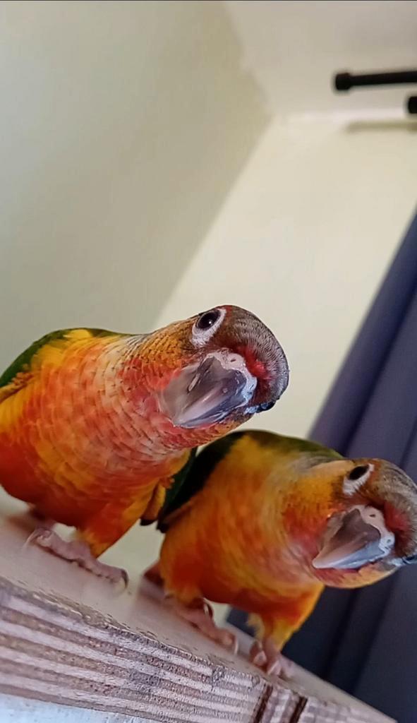 2 mannelijke pyrrhura molinea broers, Dieren en Toebehoren, Vogels | Parkieten en Papegaaien, Parkiet, Mannelijk, Tam, Geringd