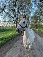 Stalhulp gezocht in Fijnaart, Dieren en Toebehoren