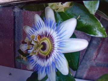 Prachtige klimop van Passiebloem.  beschikbaar voor biedingen