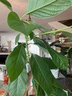 Avocadoboom - zelf gekweekt, Ophalen, Fruitplant, Halfschaduw, In pot
