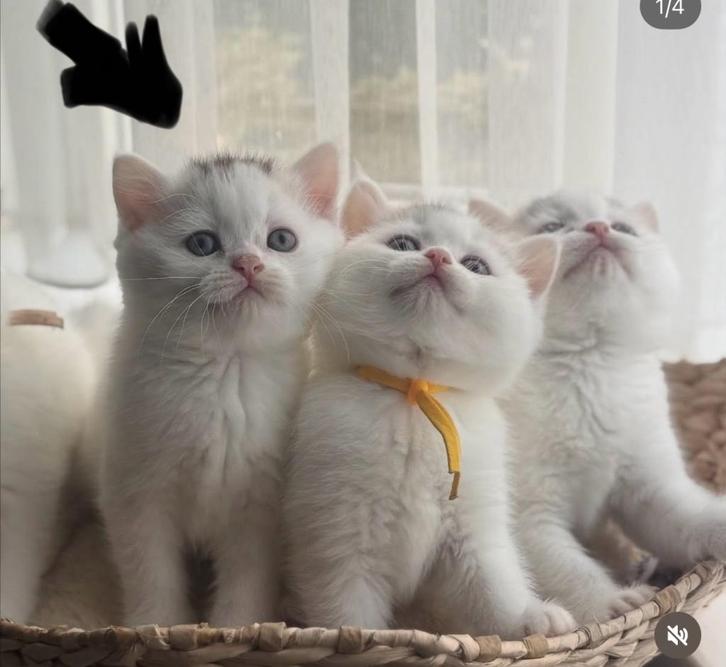 Britse korthaar kitten wit, Dieren en Toebehoren, Katten en Kittens | Raskatten | Korthaar, Kater, 0 tot 2 jaar, Gechipt, Ontwormd