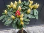 Rhododendron yaku Fantasica op stam, Tuin en Terras, Planten | Bomen, Lente, 100 tot 250 cm, Ophalen, Volle zon