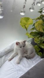 Een Britse kleine kat, Dieren en Toebehoren, Katten en Kittens | Raskatten | Langhaar, Kater