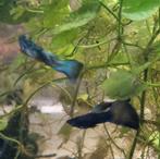 Guppy Blue Moscow, Dieren en Toebehoren, Vissen | Aquariumvissen, Vis