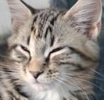 Maine Coon Kittens XXL te koop, Meerdere dieren, Ontwormd, 0 tot 2 jaar