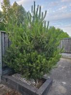 Gratis af te halen pijnboom, Tuin en Terras, Ophalen, Halfschaduw, Overige soorten, 100 tot 250 cm