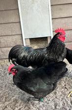 Jonge Australorp kriel haan, Dieren en Toebehoren, Pluimvee, Mannelijk, Kip