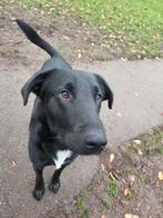 Labrador Labradoodle Reu Zoekt Gouden Mandje! (1,5 Jaar), Dieren en Toebehoren, Rabiës (hondsdolheid), Reu, 1 tot 2 jaar, Labrador retriever