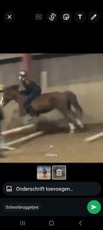 Verzorger aangeboden/ verzorgpony gezocht, Dieren en Toebehoren, Ophalen of Verzenden, Nieuw