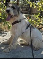Mix hond Nala, reu 8 jr ter opvang of adoptie, Dieren en Toebehoren, 6 jaar of ouder, Particulier, Reu, Buitenland