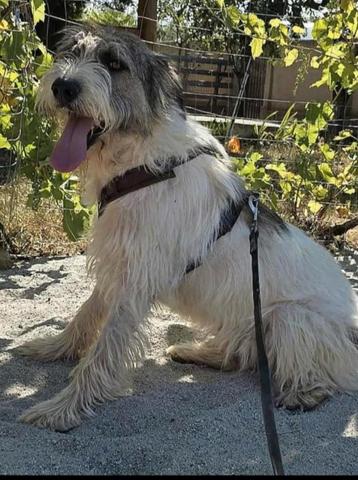 Mix hond Nala, reu 8 jr ter opvang of adoptie beschikbaar voor biedingen