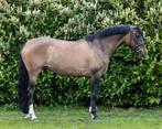 8yo Duitse rijpony, Dieren en Toebehoren, Merrie, B, Gechipt, 7 tot 10 jaar