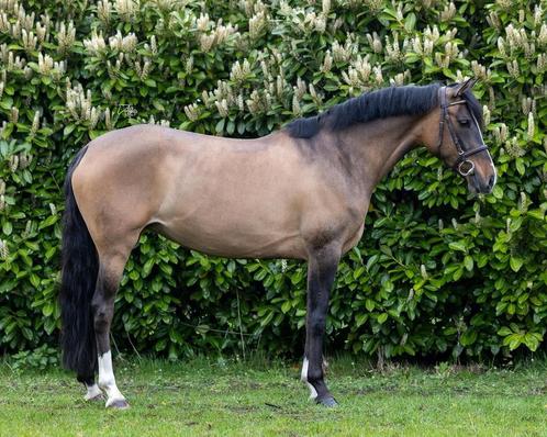8yo Duitse rijpony, Dieren en Toebehoren, Pony's, Merrie, B, D pony (1.37m tot 1.48m), Recreatiepony, 7 tot 10 jaar, Met stamboom