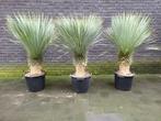 palmboom, Olijfboom, Bamboe, Yucca, Bananenplant, Korting!!, 100 tot 250 cm, Zomer, Palmboom, Ophalen