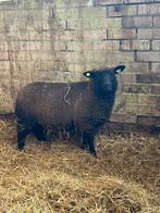 Prachtig ooi lam. Hampshire down x bonte ram, Dieren en Toebehoren, Schapen, Geiten en Varkens, Vrouwelijk, Schaap, 0 tot 2 jaar