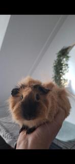 Cavias met alle benodigdheden, Dieren en Toebehoren, 110 cm of meer, 60 tot 90 cm, Ophalen of Verzenden, Zo goed als nieuw