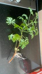 Citroen geranium, Huis en Inrichting, Kamerplanten, Ophalen, Halfschaduw, Minder dan 100 cm