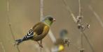 chinese groenling, Dieren en Toebehoren, Vogels | Overige Vogels, Mannelijk