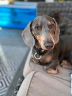 Reserveer teckel pups, CDV (hondenziekte), 8 tot 15 weken, Korthaar, Meerdere