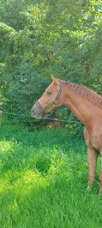 Twee jarige ruin Opoque x Brettenwoods, Dieren en Toebehoren, Paarden, Ruin, Dressuurpaard, 0 tot 2 jaar, 160 tot 165 cm