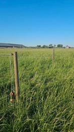 Boxen vrij op onze gezellige pensionstal te Mijdrecht., Dieren en Toebehoren, Stalling en Weidegang, Weidegang