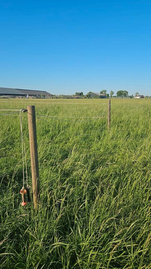 Boxen vrij op onze gezellige pensionstal te Mijdrecht., Dieren en Toebehoren, Stalling en Weidegang, Weidegang