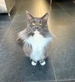 Maine Coon kater niet gecastreerd, Kater, Ontwormd