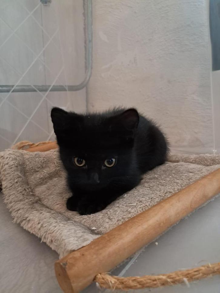 Britse korthaar kitten, Dieren en Toebehoren, Katten en Kittens | Raskatten | Korthaar, Kater, 0 tot 2 jaar, Gechipt