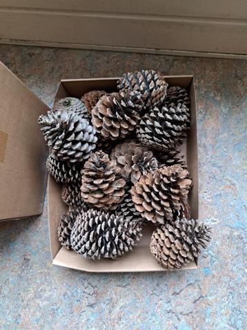 Grote Dennenappels beschikbaar voor biedingen