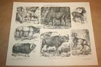 Antieke prent - Steenbok, Kaapse buffel, Mouflon etc !!, Gebruikt, Ophalen of Verzenden, Voor 1940