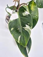 Philodendron White Princess, Ophalen of Verzenden, Overige soorten, Minder dan 100 cm
