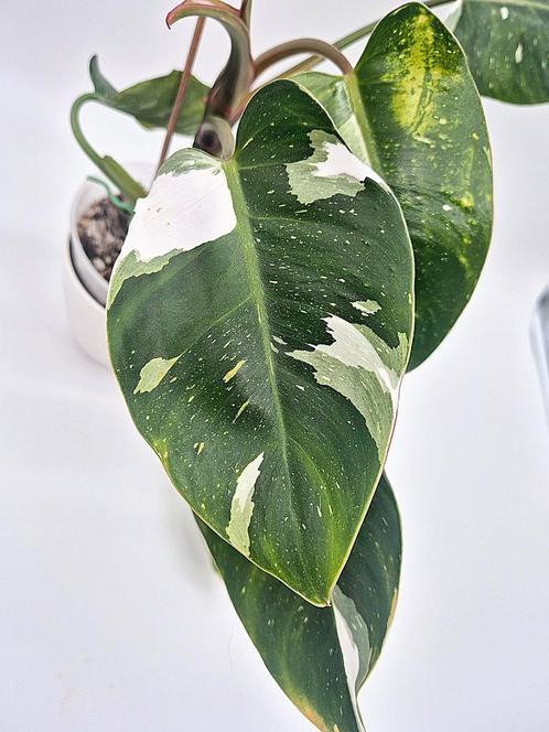 Philodendron White Princess, Huis en Inrichting, Kamerplanten, Overige soorten, Minder dan 100 cm, Ophalen of Verzenden