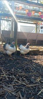 Wyandotte kippen, Dieren en Toebehoren, Pluimvee, Vrouwelijk, Kip