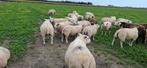 Boeren Texelaar dekrammen, Dieren en Toebehoren, Mannelijk, Schaap, 0 tot 2 jaar