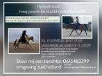 Gezocht! Probleem paard, stakend bokend paard, Ophalen of Verzenden