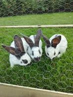 papillon konijnen, Dieren en Toebehoren, Mannelijk, Middelgroot, 0 tot 2 jaar