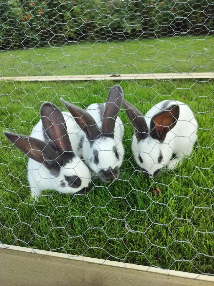 papillon konijnen, Dieren en Toebehoren, Konijnen, Middelgroot, Mannelijk, 0 tot 2 jaar