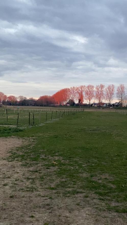 Stal vrij op doe het zelf stalling Dordrecht, Dieren en Toebehoren, Stalling en Weidegang, Stalling