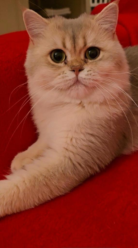 Uniek Blue Golden Raszuivere Britse Korthaar  – 9 maand, Dieren en Toebehoren, Katten en Kittens | Dekkaters