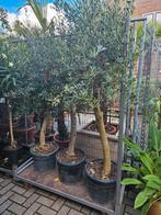 Olijfbomen top kwaliteit diverse maten, Volle zon, Ophalen of Verzenden, 100 tot 250 cm, Olijfboom