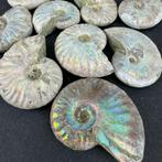 Iriserende Ammoniet uit Madagaskar, Ophalen of Verzenden, Mineraal