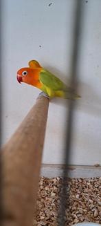 Agapornis Ficheri Dilute 1-1 br-r, Dieren en Toebehoren, Meerdere dieren, Dwergpapegaai of Agapornis