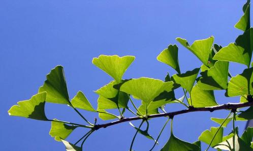 Prachtige Ginkgo Japanse notenboom Een levende oerboom, Tuin en Terras, Planten | Bomen, Overige soorten, Minder dan 100 cm, Lente