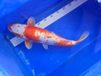 Koi Karper Doitsu Kohaku 51 CM, Dieren en Toebehoren, Vissen | Vijvervissen, Karper of Koi