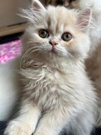 Schattige perzische kittens, Dieren en Toebehoren, Katten en Kittens | Overige Katten, Meerdere dieren, Langharig, 0 tot 2 jaar
