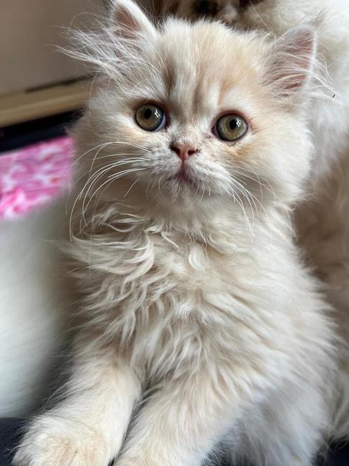 Schattige perzische kittens, Dieren en Toebehoren, Katten en Kittens | Overige Katten, Langharig, Meerdere dieren, 0 tot 2 jaar